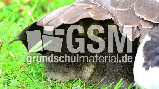 Kanadagansküken mit Mutter_3.jpg